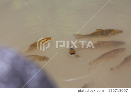 鯉魚苗聚在池塘里 130715097