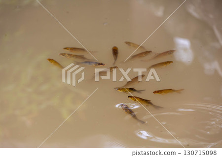 鯉魚苗聚在池塘里 130715098