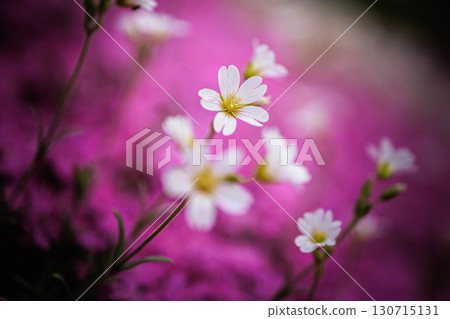 Pure white flowers blooming in a pink world 130715131