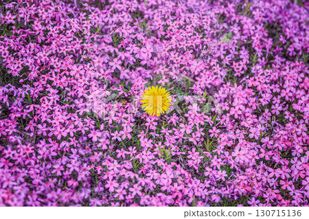 A single dandelion blooming among the moss pinks 130715136