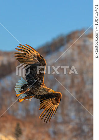The king of the wild, the white-tailed eagle, soaring over Hokkaido in winter The king of the wild, the white-tailed eagle, soaring over Hokkaido in winter 130715471