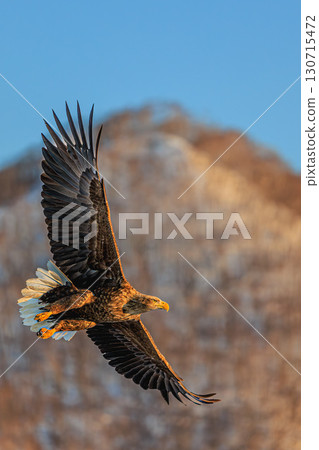 白尾鷹展翅翱翔的力量 白尾鷹展翅翱翔的力量 130715472
