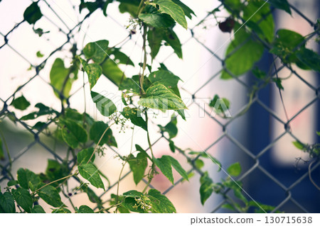 Vines entangled in a chain link fence 130715638