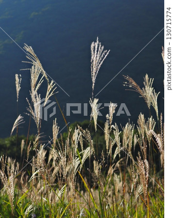 午後陽光下閃閃發光的紫芒（20220906162734） 130715774