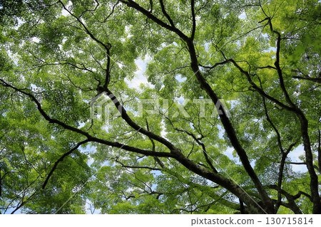 Refreshing Japanese maple forest Refreshing Japanese maple forest 130715814