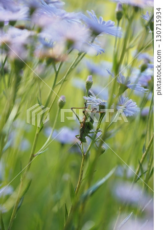 Yuzen chrysanthemums and insects 130715934