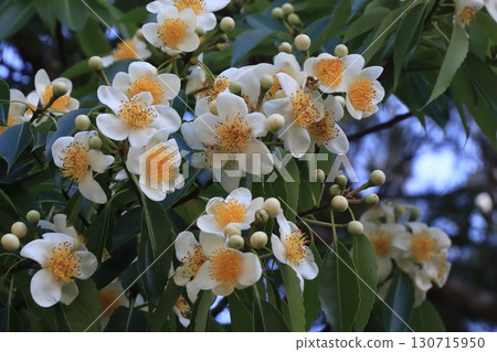 Iju Flowers, Okinawa's Rainy Season, Yanbaru Forest 130715950