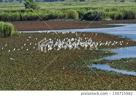 一群飛翔的蒼鷺 130715982