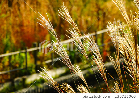 Silver grass swaying in the wind in the soft light of late autumn 130716066
