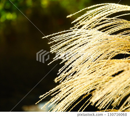 Silver grass swaying in the wind in the soft light of late autumn 130716068