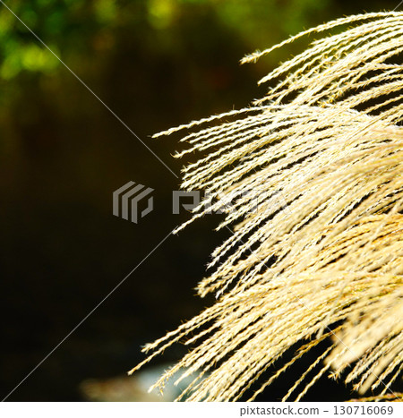 Silver grass swaying in the wind in the soft light of late autumn Silver grass swaying in the wind in the soft light of late autumn 130716069