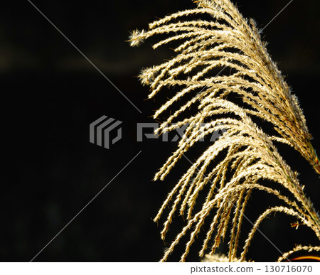 深秋柔和的光線下，紫芒隨風搖曳 130716070