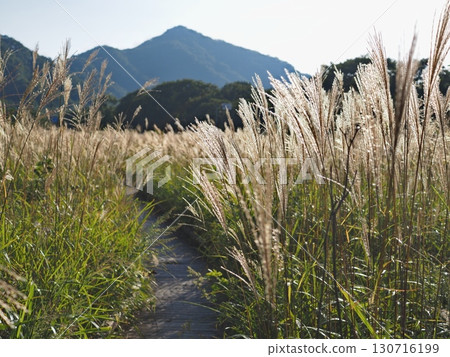 紫芒小徑（20250906163248） 130716199