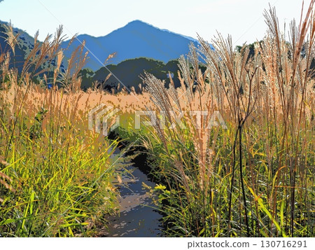 日本紫芒路徑（afr20250906163234） 130716291