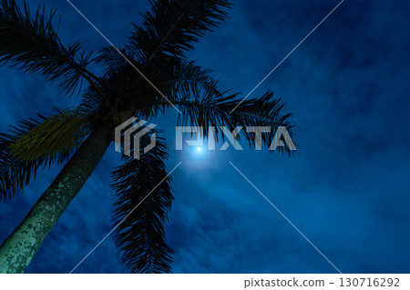 棕櫚樹和月光 130716292