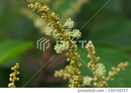日本野桐雄花特寫 130716357