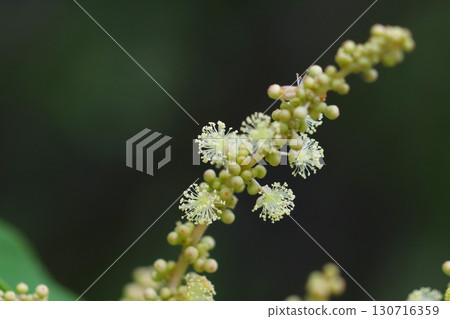 日本野桐雄花特寫 130716359
