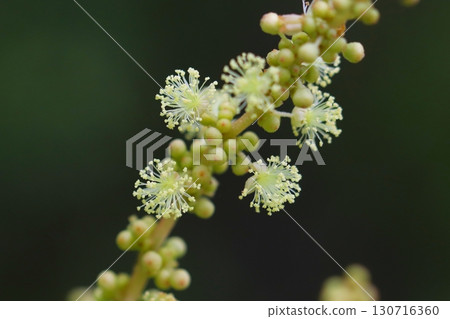 日本野桐雄花特寫 130716360