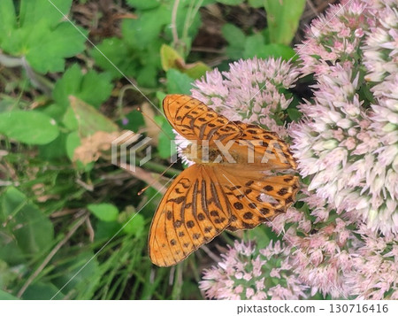 A fritillary butterfly resting on a flower A fritillary butterfly resting on a flower 130716416