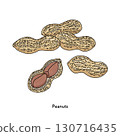 Chiba specialty peanut illustration_line drawing 130716435
