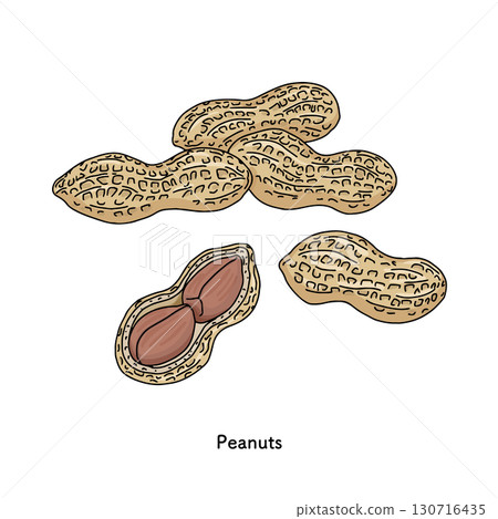 千葉特產花生插畫_線條畫 千葉特產花生插畫_線條畫 130716435