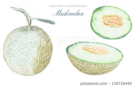 Watercolor illustration set of muskmelon 130716440
