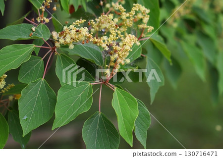Male flower of red wrinkle Male flower of red wrinkle 130716471