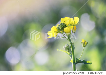 The arrival of spring and rape blossoms The arrival of spring and rape blossoms 130716595