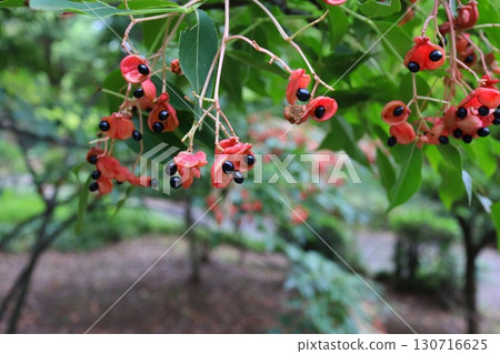 條紋莎草的紅色和黑色果實 130716625