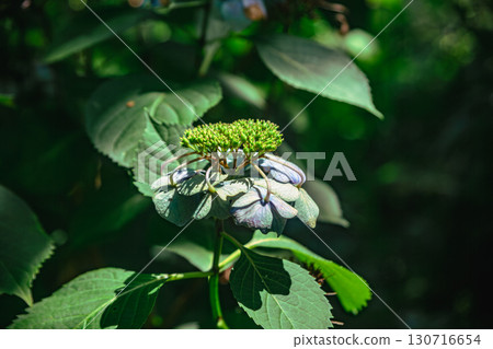 Hydrangea flowers at Fureai no Sato - 8 Hydrangea flowers at Fureai no Sato - 8 130716654