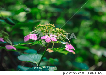 友善之鄉的繡球花 - 9 130716655