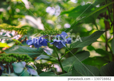 Hydrangea flowers at Fureai no Sato - 16 Hydrangea flowers at Fureai no Sato - 16 130716662