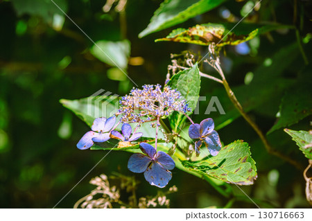 Hydrangea flowers at Fureai no Sato - 17 Hydrangea flowers at Fureai no Sato - 17 130716663