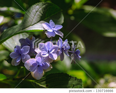 Hydrangea flowers at Fureai no Sato - 20 130716666