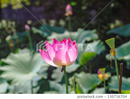 Lotus flower 7-1 130716704