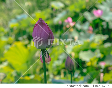Lotus flower 7-3 Lotus flower 7-3 130716706