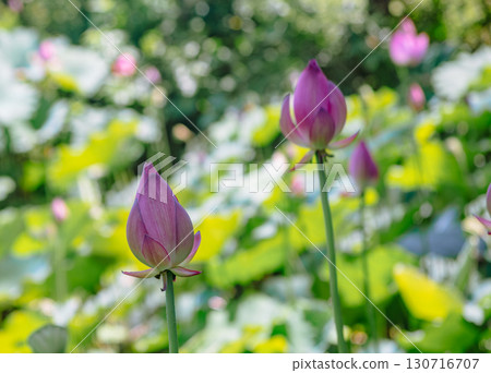 Lotus flower 7-4 Lotus flower 7-4 130716707