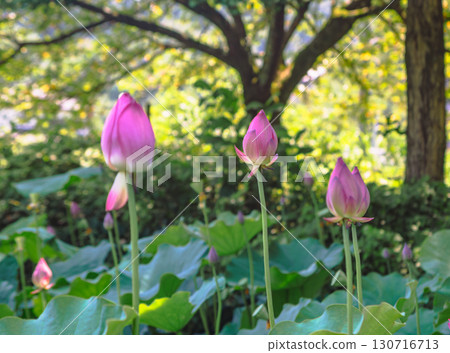 Lotus flower 7-10 130716713
