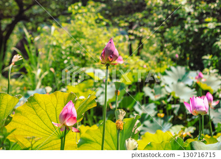 Lotus flower 7-12 130716715