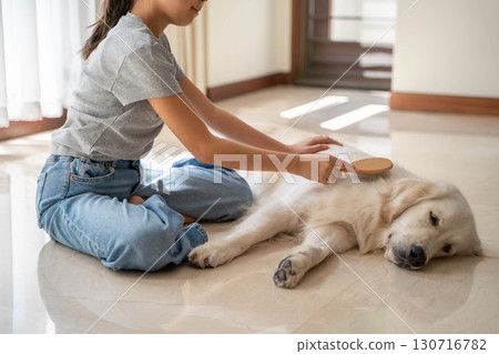 Golden retriever being gently brushed by owner Golden retriever being gently brushed by owner 130716782