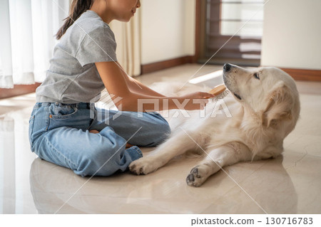 Golden retriever being gently brushed by owner Golden retriever being gently brushed by owner 130716783