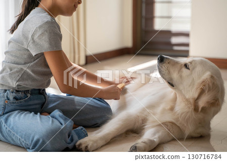 Golden retriever being gently brushed by owner 130716784