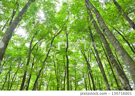 美麗森林的布納 130716801