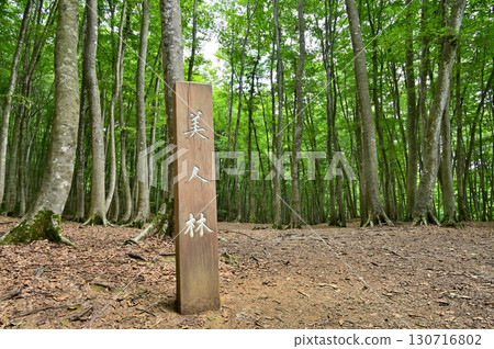 山毛櫸森林 - 新潟松代美人林 130716802