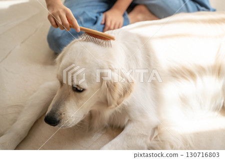 Golden retriever being gently brushed by owner Golden retriever being gently brushed by owner 130716803