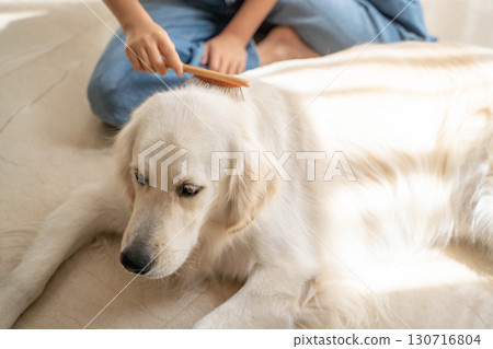 Golden retriever being gently brushed by owner 130716804