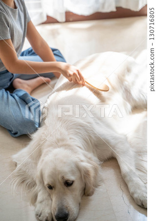 黃金獵犬正被主人輕輕梳理 130716805