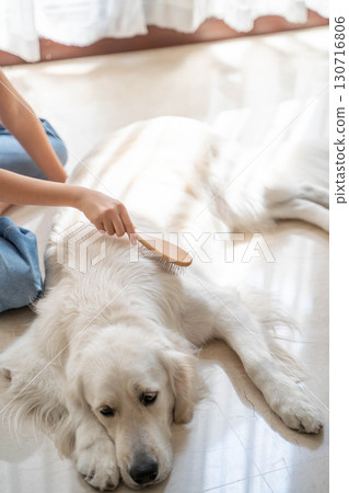Golden retriever being gently brushed by owner 130716806