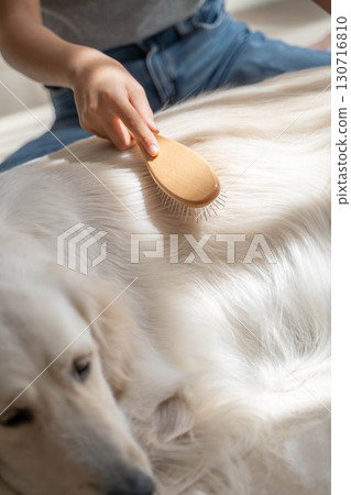 黃金獵犬正被主人輕輕梳理 黃金獵犬正被主人輕輕梳理 130716810