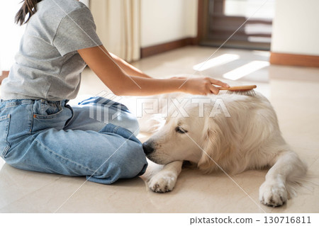 黃金獵犬正被主人輕輕梳理 黃金獵犬正被主人輕輕梳理 130716811
